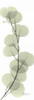 Eucalyptus in Green Poster Print by Albert Koetsier - Item # VARPDXAKPL098