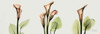 Spring Calla Lily Triple Poster Print by Albert Koetsier - Item # VARPDXAKPL053B