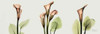 Spring Calla Lily Triple Poster Print by Albert Koetsier - Item # VARPDXAKPL053B