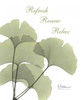 Ginkgo in Green - Mind Body Poster Print by Albert Koetsier - Item # VARPDXAKRC081A
