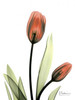 Red Tulips Poster Print by Albert Koetsier - Item # VARPDXAKRC104C