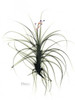 Tillandsia Top Poster Print by Albert Koetsier - Item # VARPDXAKRC256