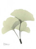 Gingko in Pale Green 2 Poster Print by Albert Koetsier - Item # VARPDXAKRC094