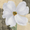 WHITE FLORAL II Poster Print by Taylor Greene - Item # VARPDXTGSQ272B