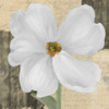 WHITE FLORAL II Poster Print by Taylor Greene - Item # VARPDXTGSQ272B