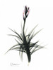 Tillandsia in Bloom Poster Print by Albert Koetsier - Item # VARPDXAKRC254