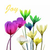 Floral Pop Joy Poster Print by Albert Koetsier - Item # VARPDXAK8SQ392C2