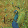 Peacock Love C Poster Print by Taylor Greene - Item # VARPDXTGSQ041C