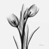 Tulips Poster Print by Albert Koetsier - Item # VARPDXAKSQ104A