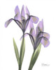 Purple Iris Poster Print by Albert Koetsier - Item # VARPDXAKRC105