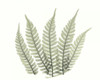 Tree Fern in Green 4 Poster Print by Albert Koetsier - Item # VARPDXAKRC117