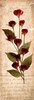 June Rose 1 Poster Print by Diane Stimson - Item # VARPDXDSPL129A