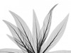 Luminous Fern 1 Poster Print by Albert Koetsier - Item # VARPDXAKRC565A