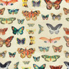 Butterfly Poster Print by Jace Grey - Item # VARPDXJGSQ046A