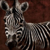Zebra Poster Print by Jace Grey - Item # VARPDXJGSQ112A