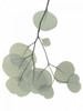 Descending Eucalyptus 3 Poster Print by Albert Koetsier # AKRC573C