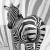 IntoThe Wild 3 Poster Print by Diane Stimson # DSSQ5001A IntoThe Wild 3 Poster Print by Diane Stimson # DSSQ5001A