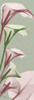 Spring Time Calla Lilies Poster Print by Albert Koetsier # AK8PL015B