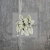 Concrete Basil Poster Print by Albert Koetsier - Item # VARPDXAK8SQ028C