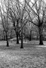 Central Park Image 013 Poster Print by Jace Grey - Item # VARPDXJPIRC019E