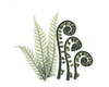 Tree and Fiddle Fern in Green Poster Print by Albert Koetsier - Item # VARPDXAKRC113