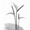 Flamingo Plant in BandW Poster Print by Albert Koetsier - Item # VARPDXAKRC104A1
