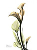 Calla Lily Duo Poster Print by Albert Koetsier - Item # VARPDXAKRC012