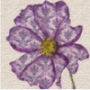 PATTEREND PETALS II Poster Print by Taylor Greene - Item # VARPDXTGSQ130B