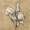 Calla Lily III Poster Print by Kristin Emery - Item # VARPDXKESQ001B