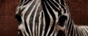 Zebra Eyes Poster Print by Jace Grey # JGPL058A