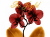 Joyful Orchid Poster Print by Albert Koetsier