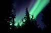 Aurora borealis above the trees, Northwest Territories, Canada Poster Print by Jiri Hermann/Stocktrek Images - Item # VARPSTJHE100013S