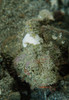 Camouflaged juvenile scorpionfish with red lips, North Sulawesi Poster Print by Mathieu Meur/Stocktrek Images - Item # VARPSTMME400230U