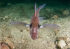 An adult male spotted ratfish chimaera Poster Print by VWPics/Stocktrek Images - Item # VARPSTVWP401308U