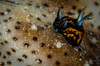 Tiny nudibranch on sea cucumber, Australia Poster Print by Todd Winner/Stocktrek Images - Item # VARPSTTSW400123U