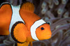 False clownfish in Komodo, Indonesia Poster Print by Brandi Mueller/Stocktrek Images - Item # VARPSTBMU400277U