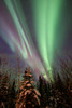 Aurora borealis with trees, Whitehorse, Yukon, Canada Poster Print by Joseph Bradley/Stocktrek Images - Item # VARPSTJFB100025S