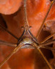 Arrow Crab close-up, West Palm Beach, Florida Poster Print by Brent Barnes/Stocktrek Images - Item # VARPSTBBA400109U