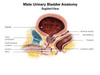 Sagittal view of male urinary bladder Poster Print by Alan Gesek/Stocktrek Images - Item # VARPSTAGK700046H