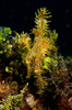 Harlequin ghost pipefish, Lembeh Strait, North Sulawesi, Indonesia Poster Print by Mathieu Meur/Stocktrek Images - Item # VARPSTMME400427U