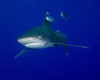 Oceanic whitetip shark swimming with pilot fish Poster Print by Brent Barnes/Stocktrek Images - Item # VARPSTBBA400050U