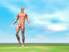 Front view of male musculature walking Poster Print by Elena Duvernay/Stocktrek Images - Item # VARPSTEDV700021H
