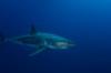 Male great white shark, Guadalupe Island, Mexico Poster Print by Todd Winner/Stocktrek Images - Item # VARPSTTSW400188U