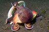 Coconut octopus carries a sea shell, Lembeh Strait, Indonesia Poster Print by VWPics/Stocktrek Images - Item # VARPSTVWP401141U