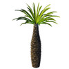 African bottle tree, Pachypodium geayi Poster Print by Corey Ford/Stocktrek Images - Item # VARPSTCFR200908P