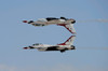 The US Air Force Thunderbirds in calypso pass formation Poster Print by Remo Guidi/Stocktrek Images - Item # VARPSTRGU100005M