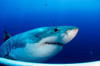 Great white shark, Guadalupe Island, Mexico Poster Print by Todd Winner/Stocktrek Images - Item # VARPSTTSW400110U