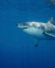 A great white shark at Guadalupe Island, Mexico Poster Print by Brent Barnes/Stocktrek Images - Item # VARPSTBBA400215U