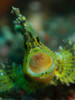 Leaf scorpionfish with open mouth, North Sulawesi, Indonesia Poster Print by Mathieu Meur/Stocktrek Images - Item # VARPSTMME400219U