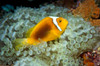 White-bonnet anemonefish, Fiji, Pacific Ocean Poster Print by VWPics/Stocktrek Images - Item # VARPSTVWP400454U